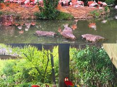 -上海野生动物园