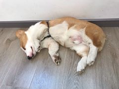 -浣熊柯尔鸭土拨鼠·电玩咖