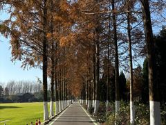 -合肥滨湖国家森林公园