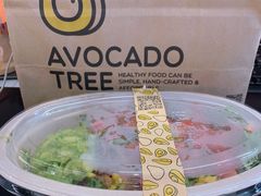 -油梨树AVOCADO TREE(望京店)