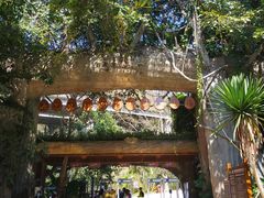 -西双版纳原始森林公园
