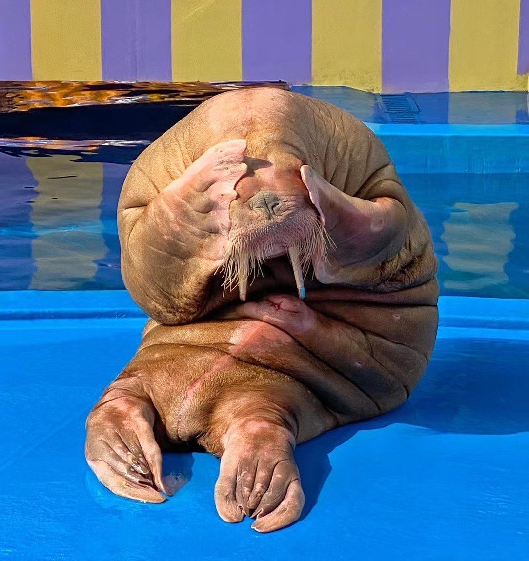 海底动物大集合啦