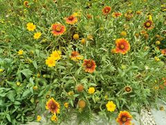 -白鹭湾湿地公园