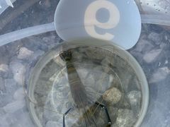 -DGE季风钓虾营地·团建·聚会