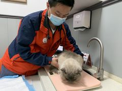 -伟伟宠物医院·瑞派猫友好医院·猫科(光谷店)