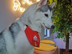 -Husky Go! 哈士奇体验馆·宠物咖啡厅狗咖