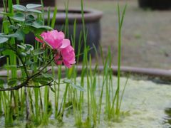 -杭州植物园