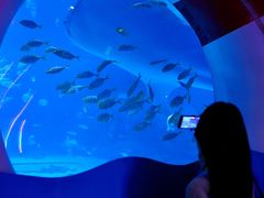 -烟台海昌鲸鲨海洋公园