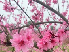 -常德桃花源景区
