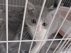 -翊宠yipet猫狗购宠庄园犬舍•猫舍