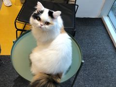 -米宠家·撸猫猫咖·专业洗猫·猫咪寄养(高新大都荟店)