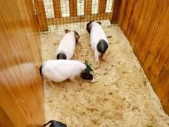 -前小桔亲子创意农场·草莓采摘·露营烧烤