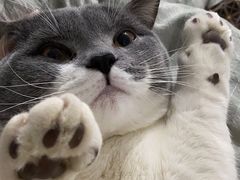 -宠颐生宠物医院·心肾内科·猫专科诊疗中心宠巢店