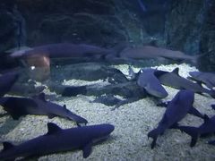 -烟台海昌鲸鲨海洋公园