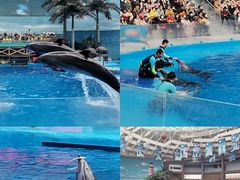 -海合安成都极地海洋公园