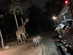 -清迈夜间动物园