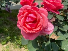 -都江堰玫瑰花溪谷