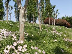 -桃花岛公园