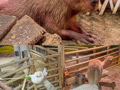 -正佳雨林生态植物园