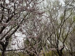 -桃花堤公园