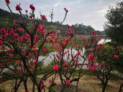 -南国桃园旅游度假区