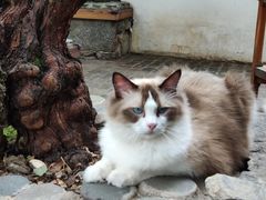 -喵屿·大理花园猫咖