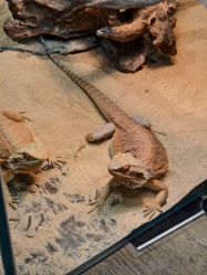 -Zoolung Zoolung动物主题公园(海信广场店)