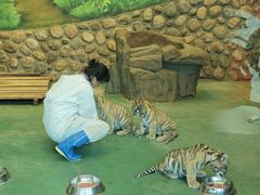 -横道河子东北虎林园
