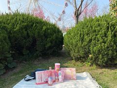 -顾村公园