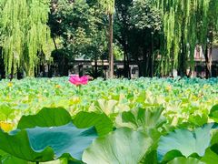 -四川大学(望江校区)