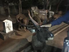 -清迈夜间动物园