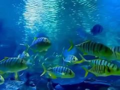 -太平洋海底世界