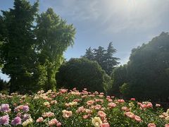 -洛阳市隋唐城遗址植物园