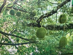 -都念榴莲·城市榴莲