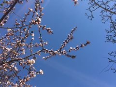 -首都师范大学科德学院