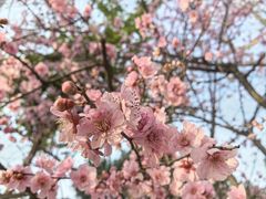 -神仙树公园