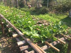 -Ohkajhu Organic Farm Sansai