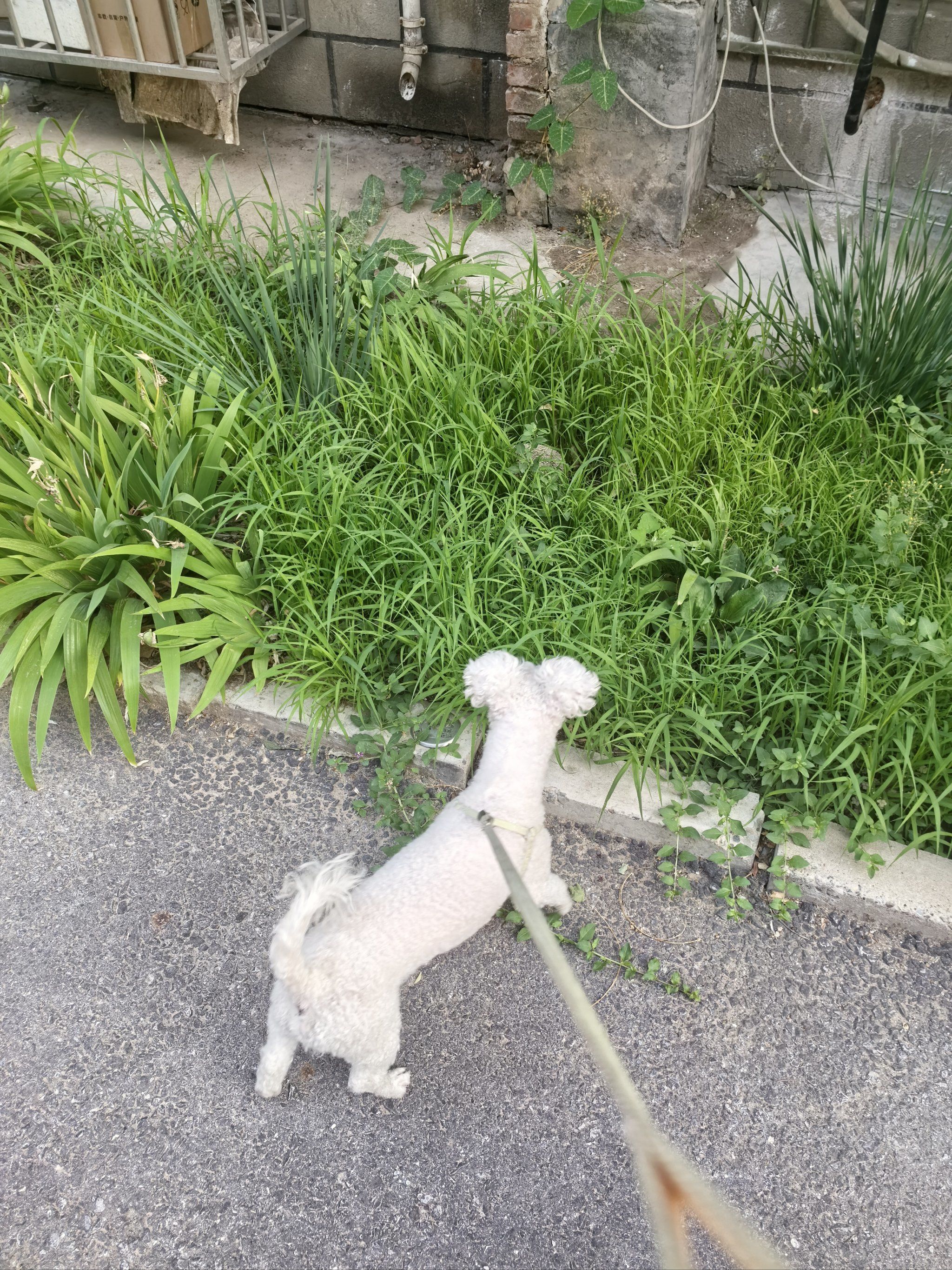 小汪的新朋友,野生小刺猬02