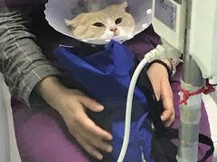 -达爱动物医院·犬猫分区·CT·复杂眼科(远洋山水分院)
