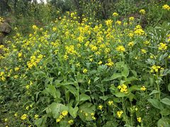 -樱桃山旅游景区