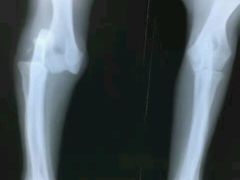 -佳怡动物医院·平价24小时·猫专科骨外科