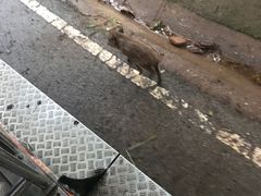 -清迈夜间动物园