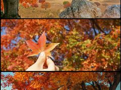 -五角枫生态旅游景区