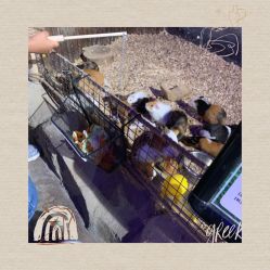 -酷嗒动物文化乐园(cutezoo西溪乐天城店)