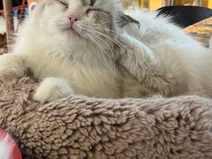 -平行世界·猫咖(首经贸店)