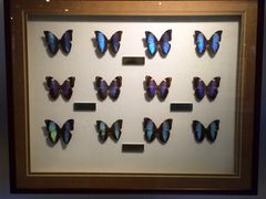 -上海昆虫博物馆