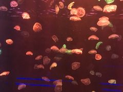 水母-正佳极地海洋世界