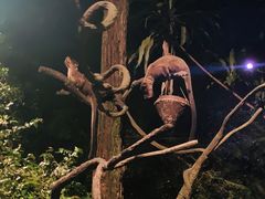 -夜间野生动物园