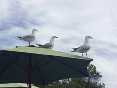 -Kaikoura Seafood BBQ Kiosk