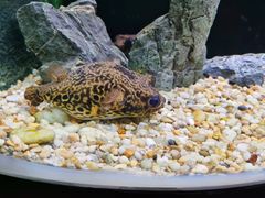 -上海海洋水族馆